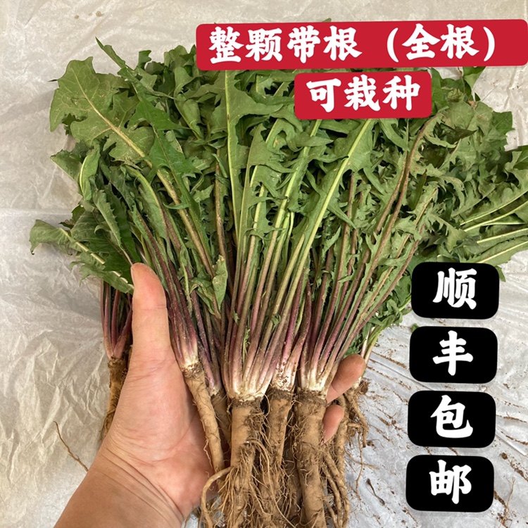 【顺丰包邮】新鲜蒲公英整颗带根其它