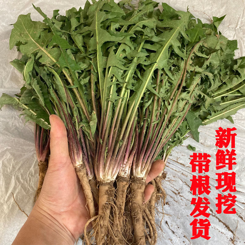 广西天然新鲜蒲公英整颗带根包邮鲜蒲公英带根现挖婆婆丁山野菜