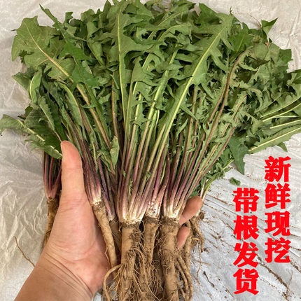 广西天然新鲜蒲公英整颗带根包邮鲜蒲公英带根现挖婆婆丁山野菜
