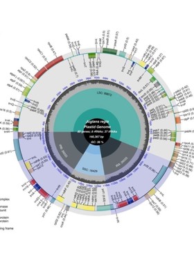 基因组测序数据分析外显分子测序WES全基因组测序WGS