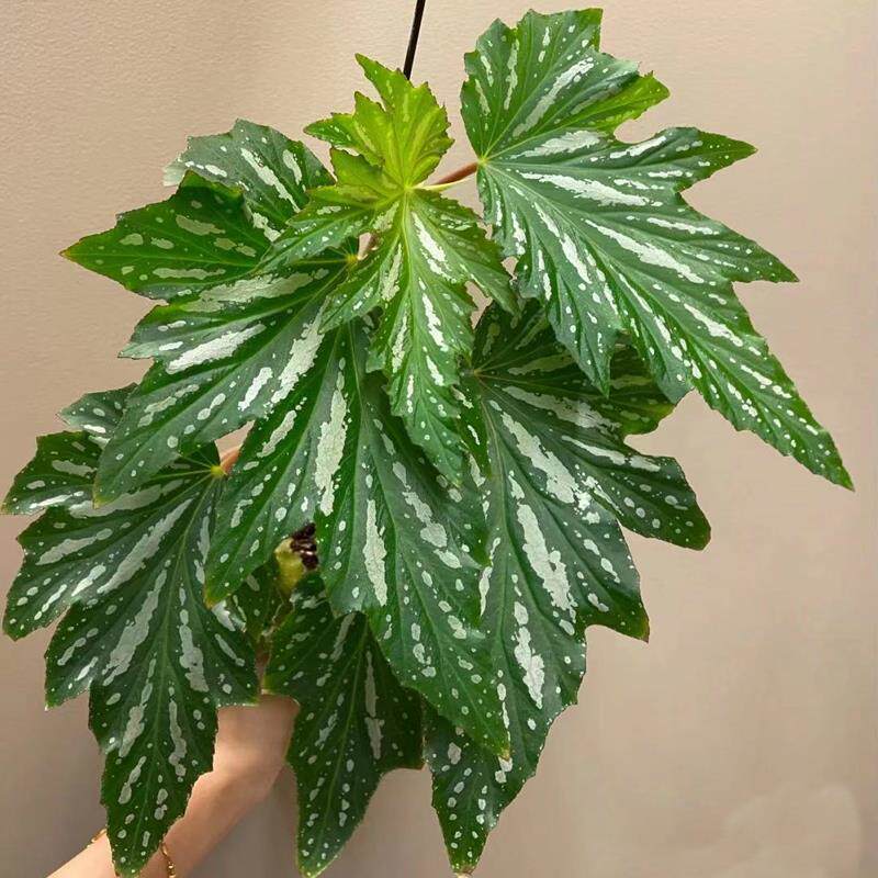 容若器語乌头秋海棠裂纹苏菲观叶阿拉伯杂植物日落玫瑰花葉银河