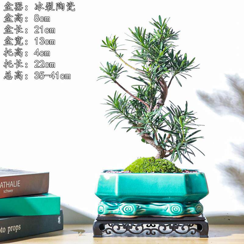 老桩s弯金钱松罗汉松盆栽新中式禅意茶室室内办公室绿植盆景植物