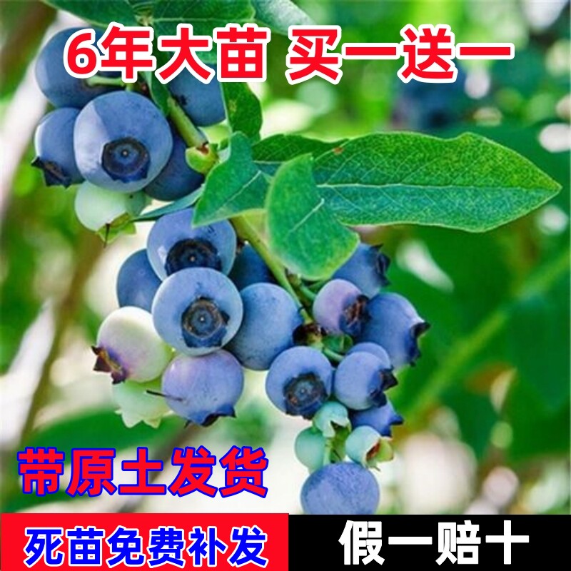 蓝莓树果苗盆栽地栽南方北方种植带土阳台庭院带果耐寒蓝莓小苗