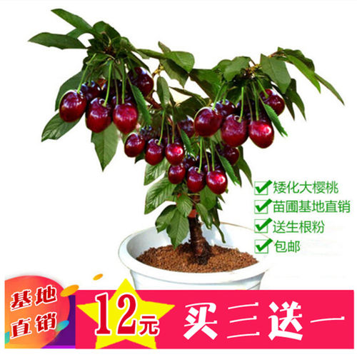 车厘子樱桃树苗价格 车厘子樱桃树苗图片 星期三