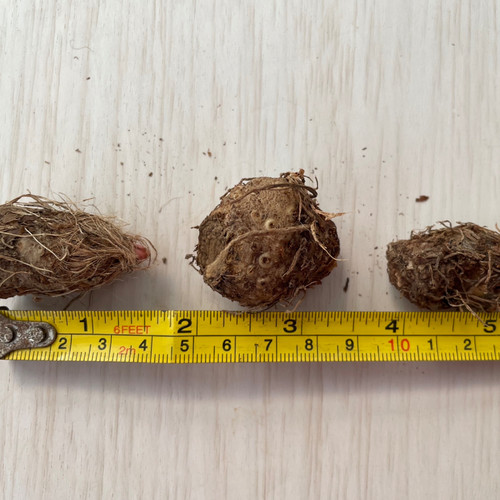 3个彩叶芋盲盒小种球，2到3cm，以实物为准