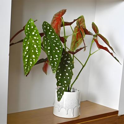 鳟鱼秋海棠 竹节类室内阳台绿植观叶观花热植