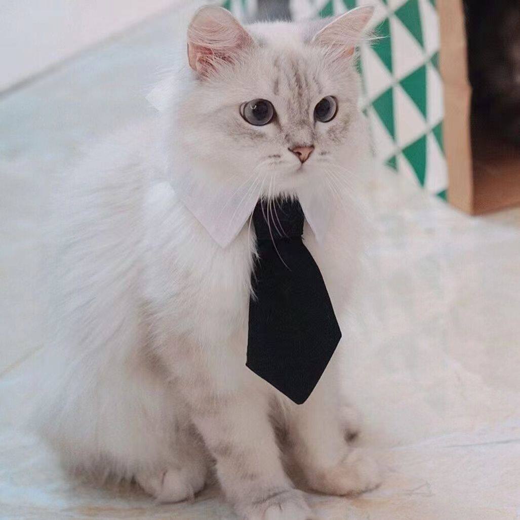 猫咪狗狗宠物领带围脖装饰绅士风泰迪比熊博美鹿犬领带领结装饰品