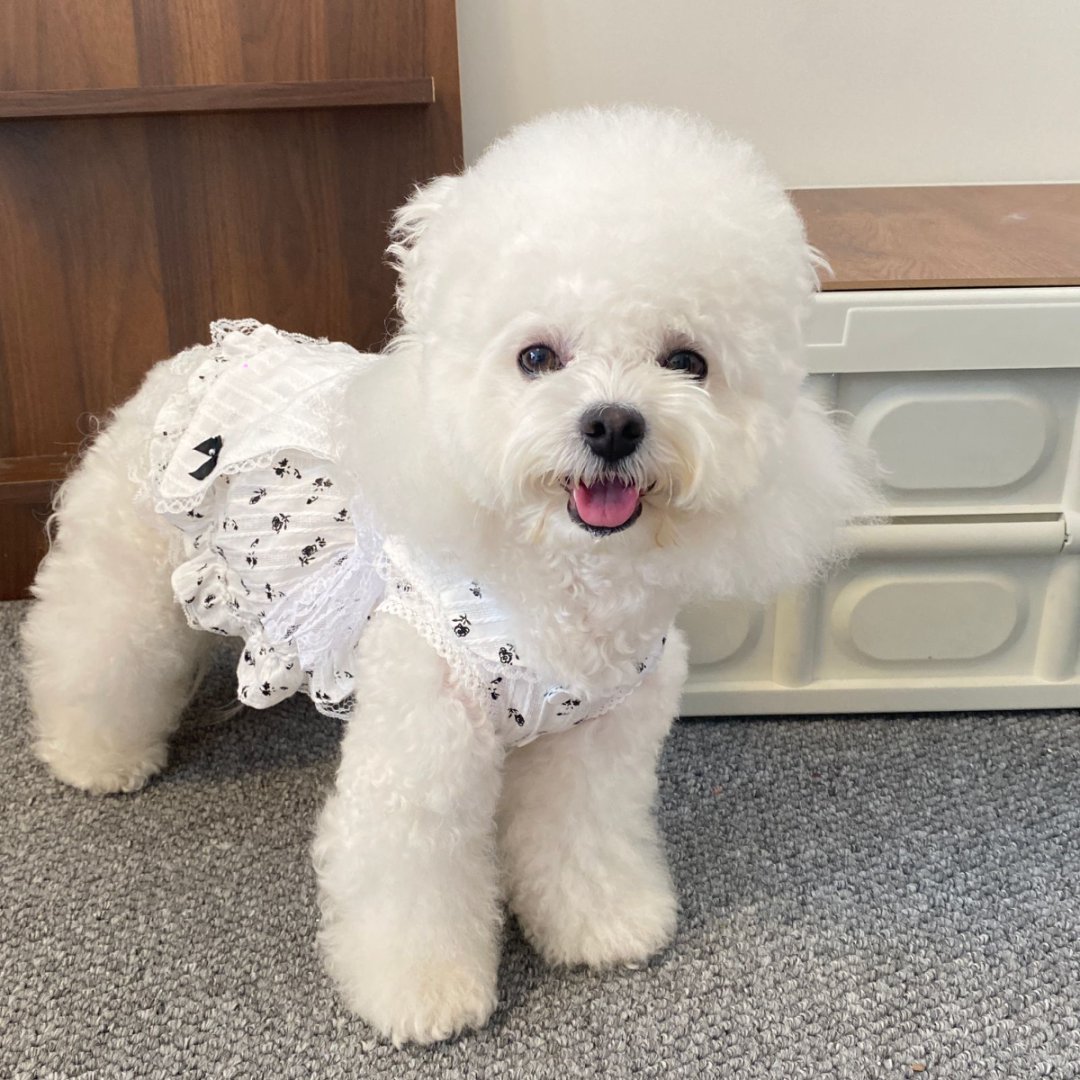 宠物小狗狗衣服可爱风波点碎花连衣裙比熊犬泰迪博美春夏薄款衣服