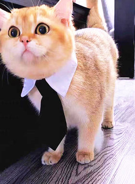 猫咪狗狗领带领结装饰品