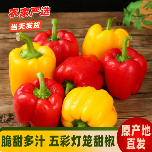 新鲜水果彩椒七彩灯笼红色黄色圆