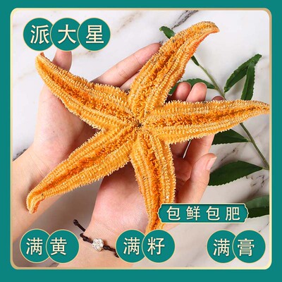 食用满籽大海星派大星顺丰包邮