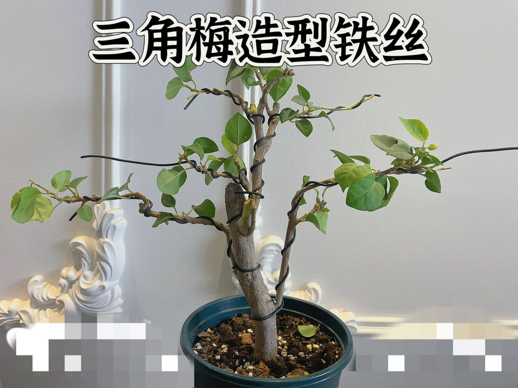 三角梅造型铁丝盆景制作整形蟠扎铝丝盘扎枝条定型铁丝材料