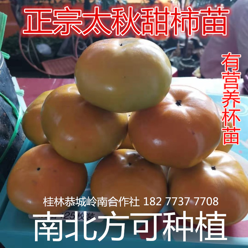 太秋甜柿1年裸根苗大秋甜柿子苗日本甜脆柿子树广西桂林恭城脆柿