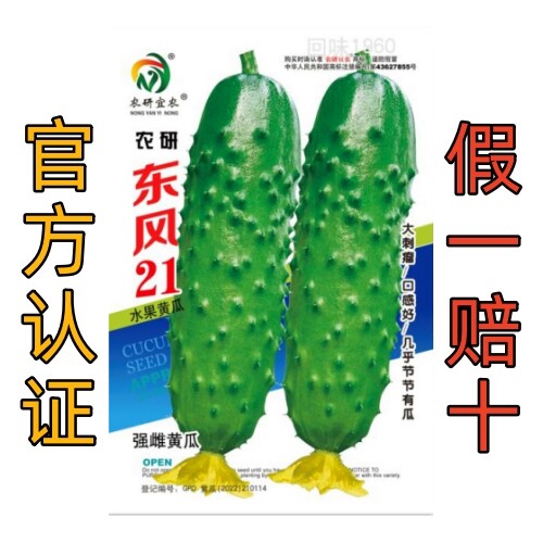 提纯款东风21黄瓜种子：超好吃，几乎节节有瓜，好种植易管理