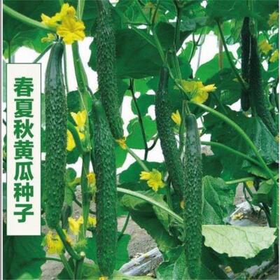 【全店任意选择5袋包邮】长黄瓜水黄瓜种子: