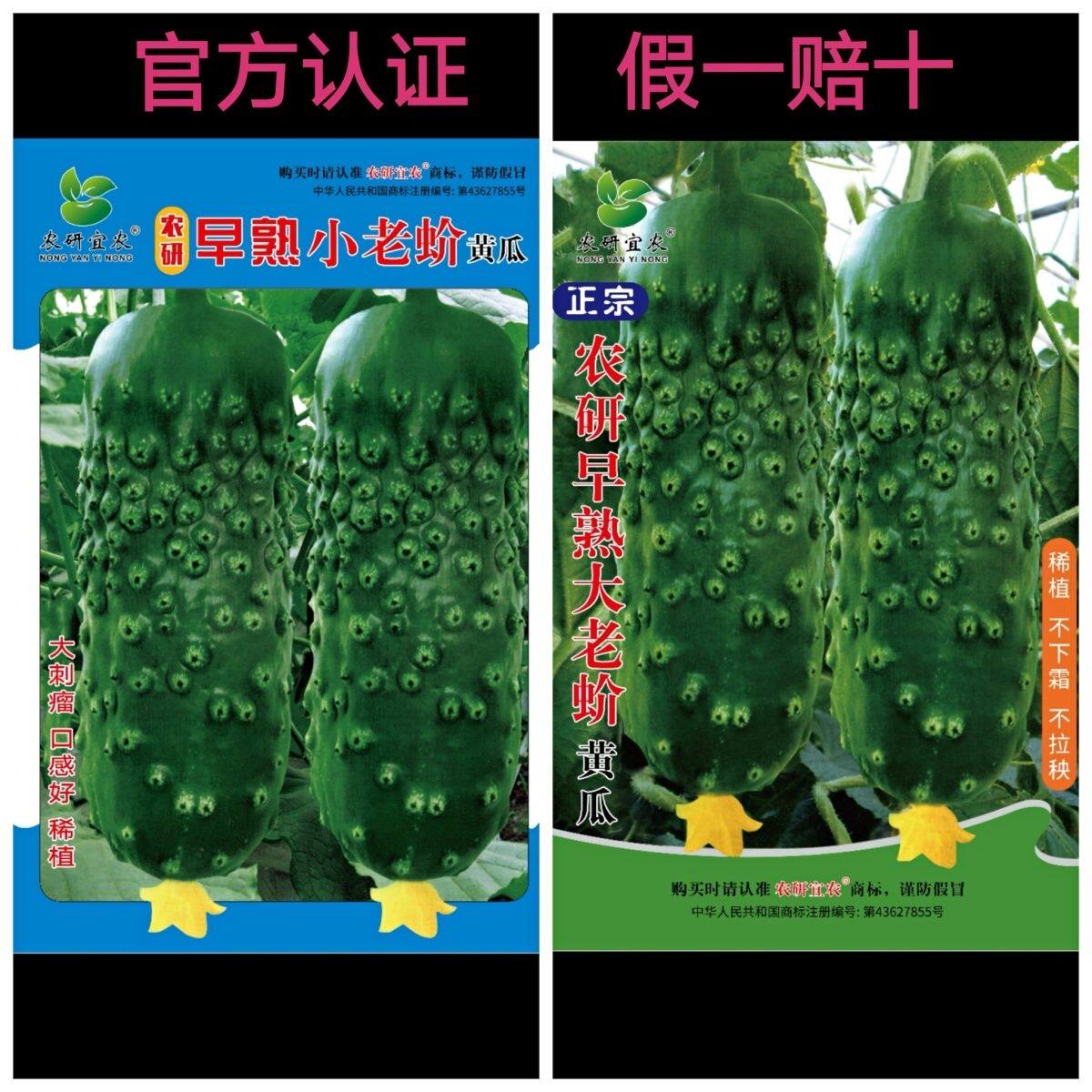 宏达种业推荐:正宗早熟小老蚧大老蚧黄瓜种子口感好假一赔十
