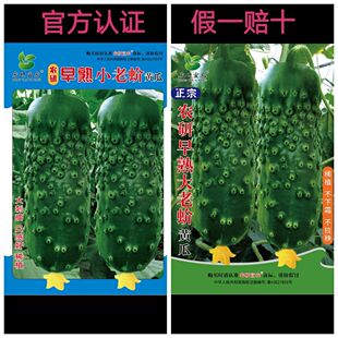正宗早熟小老蚧大老蚧黄瓜种子口感好假一赔十 宏达种业推荐