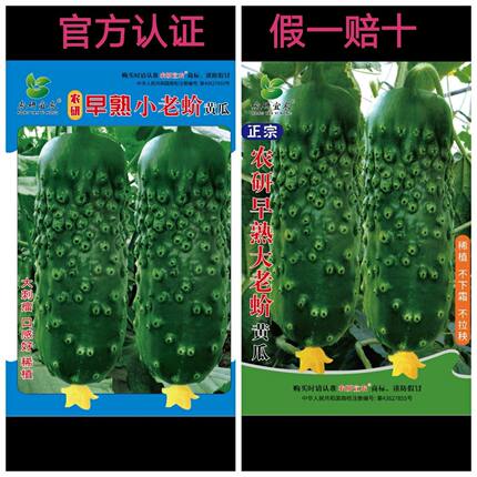 宏达种业推荐:正宗早熟小老蚧大老蚧黄瓜种子口感好假一赔十