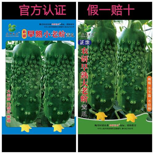 宏达种业推荐:正宗早熟小老蚧大老蚧黄瓜种子口感好假一赔十