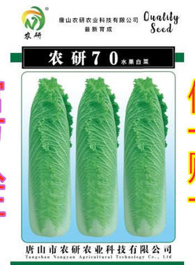 农研70白菜:水果白菜种子,非常抗病,非常好吃的白菜种子