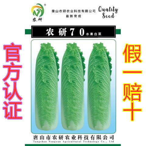 农研70白菜:水果白菜种子,非常抗病,非常好吃的白菜种子