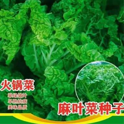 【全店任意选择5袋包邮】火锅菜种子: