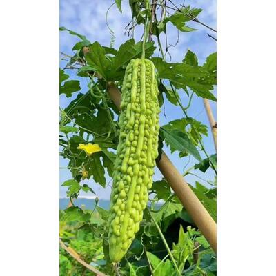 【全店任意选择5袋包邮】苦瓜种子: