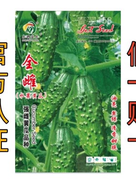 提纯全雌黄瓜种子：超好吃，几乎节节有瓜，好种植易管理