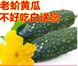 宏达种业早熟小老蚧大老蚧黄瓜种子口感好四季种植采摘约200天 - 封面