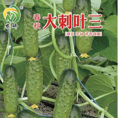 大刺叶三黄瓜品种：几乎节节有瓜，强雌品种，口感好，大刺溜