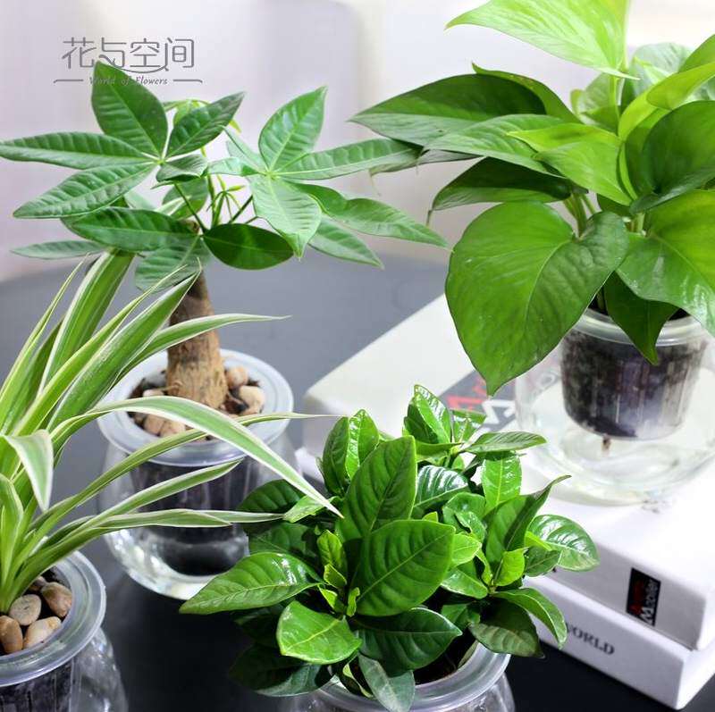 紫藤花自选绿植小盆栽真花茉莉花懒人小植物绿萝茶几客厅家养绿箩