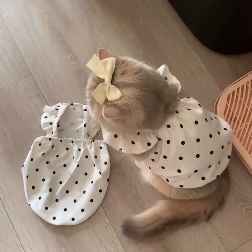 奶fufu波点小飞袖宠物衣