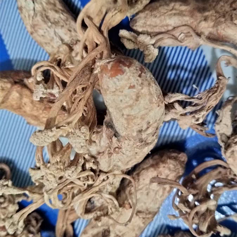 金蝉花天然100g克精选蝉花虫草孢子中药材金婵花金蚕花知了花禅花
