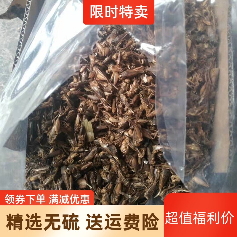 中药材500克 蝗虫干 蚂蚱干 店另有蛐蛐 五谷虫 蝼蛄 蟋蟀 蟑螂