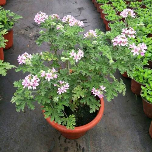 驱蚊草盆栽四季花卉驱蚊植物阳台庭院香叶天竺葵迷迭香清香木包邮