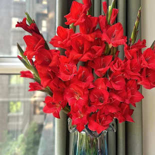 剑兰鲜花云南直发花期长水培鲜花紫剑兰原产地新鲜花发货家用真花