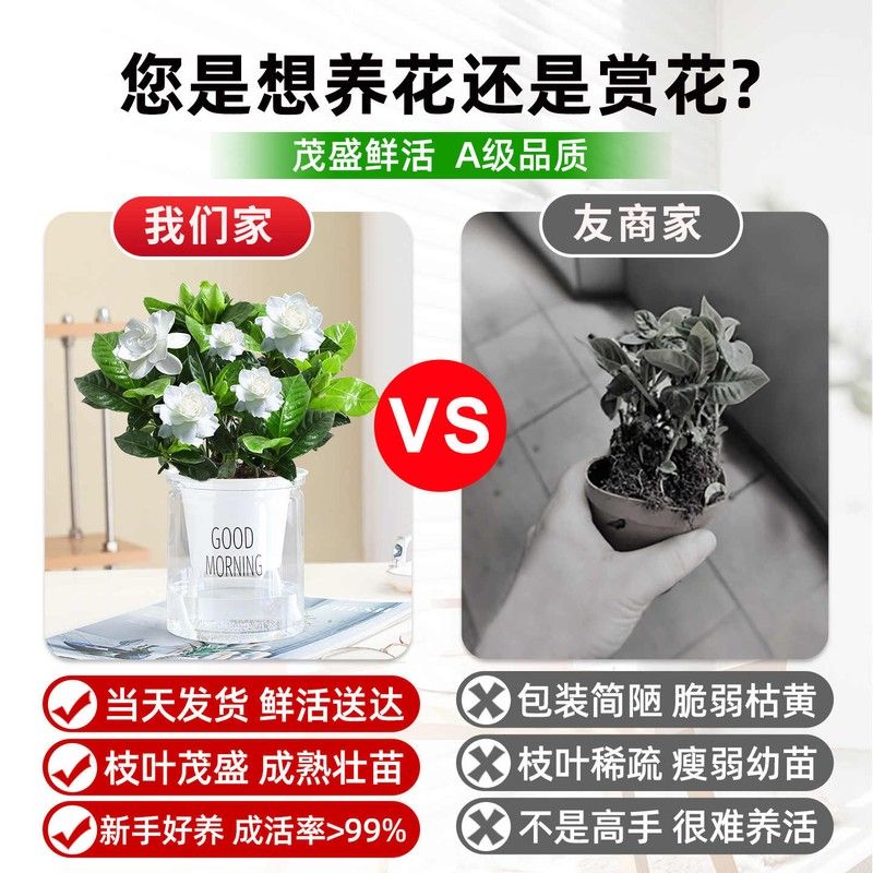 懒人适合养的花水培富贵竹盆栽客厅桌面富贵竹耐阴绿植绿萝箩多肉图片