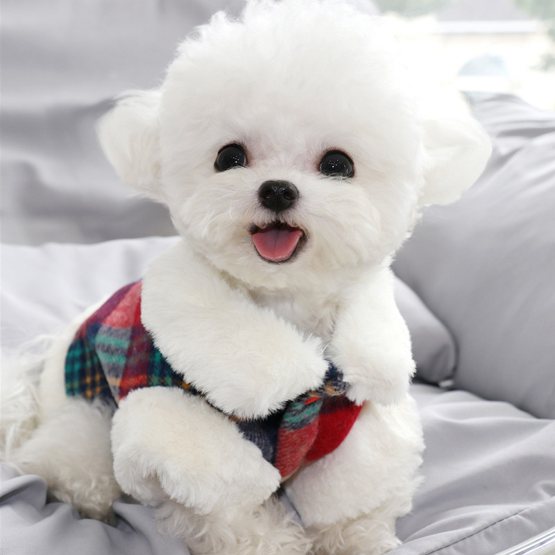 服饰熊小型博比秋冬猫咪衣服棉衣加厚狗保暖迪狗宠物泰犬美衣服|msdalam kategori haiwan peliharaan/makanan haiwan dan bekalan, Haiwan pakaian dan aksesori, haiwan pakaian/baju hujan - dari Buy2taobao.com untuk memberikan perkhidmatan ejen Taobao profesional membeli