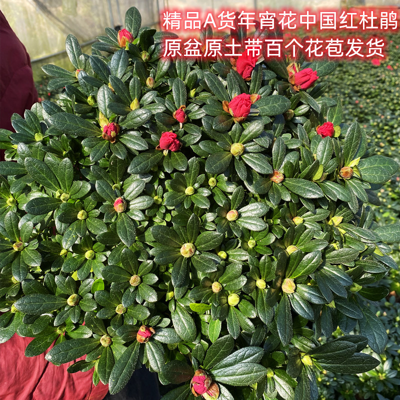 大红色比利时杜鹃杨梅红四季开花好养易活带花苞发货庭院阳台植物