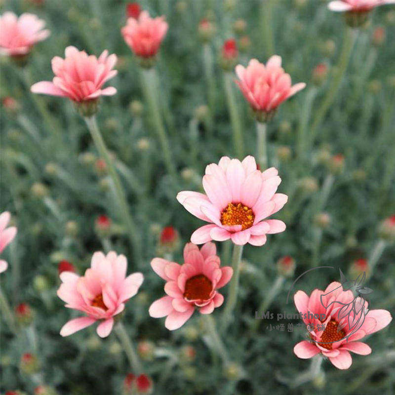 春天适合种的花阳台种的植物好看又好养花期超长花卉家养四季开花