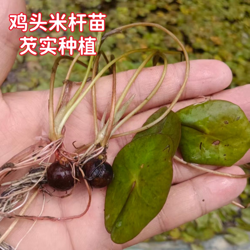 芡实种苗鸡头米种子司机种植高产池塘水生植物鸡头杆水面植物芡实