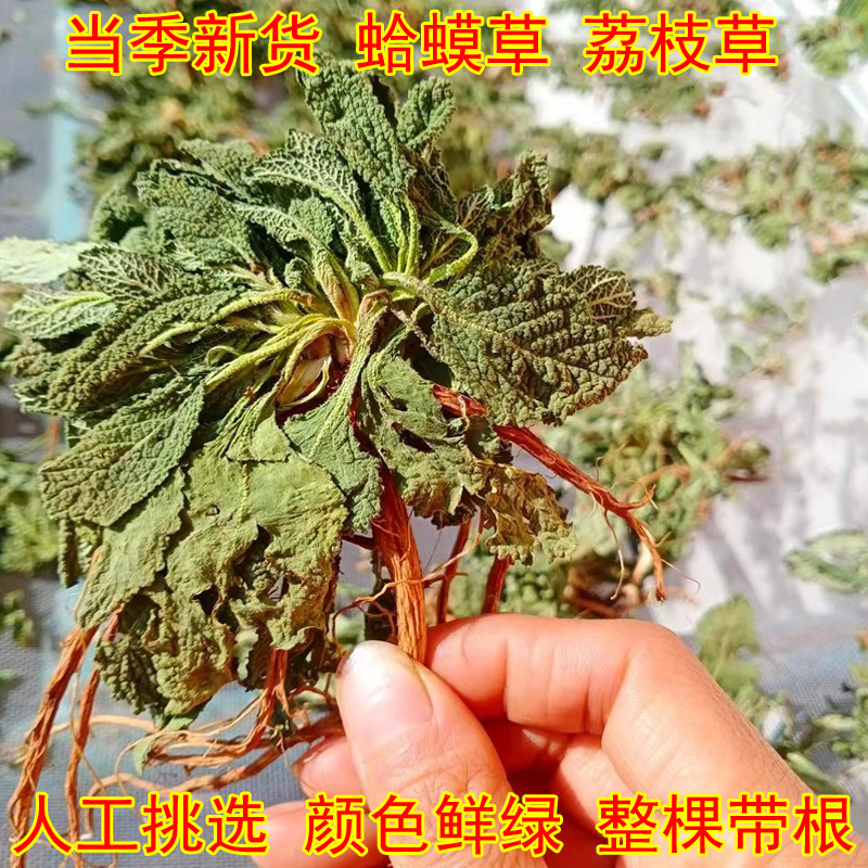 新鲜癞蛤蟆草整棵带根干货鲜荔枝草雪见草泡水喝250克/500克包邮