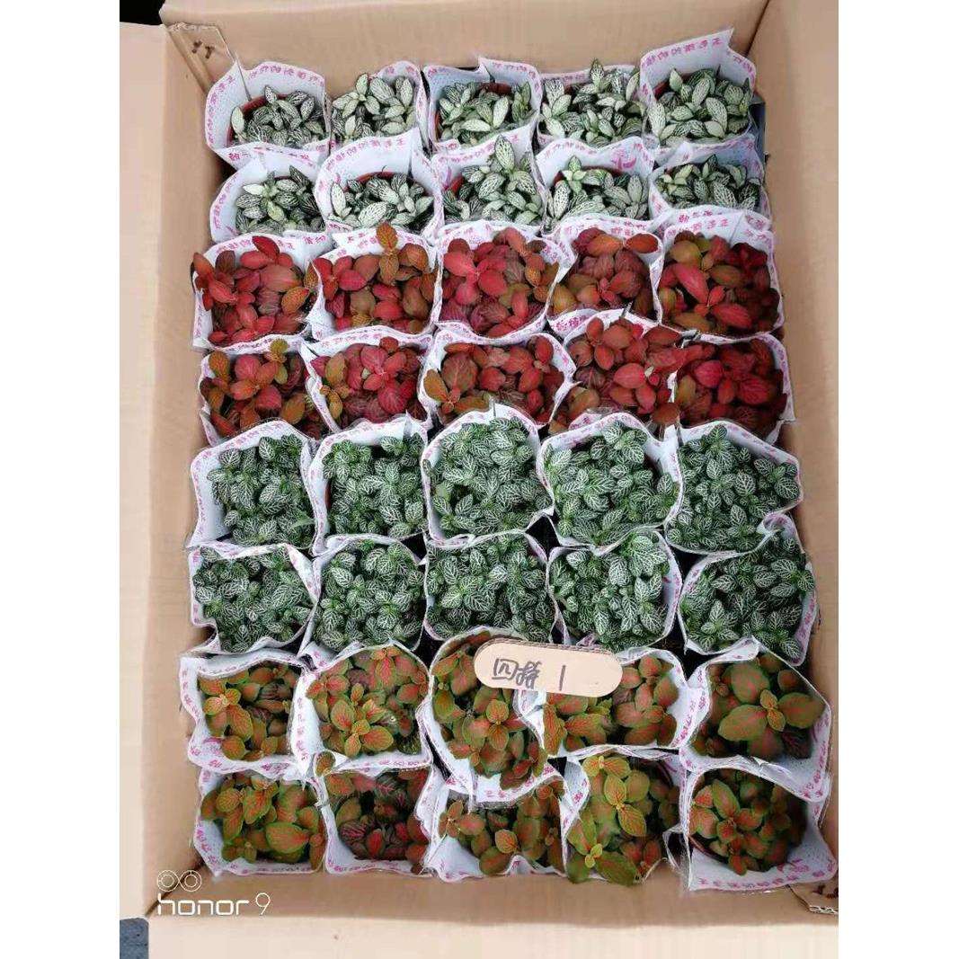苔藓微景观绿植盆栽植物四拼混装合网纹草