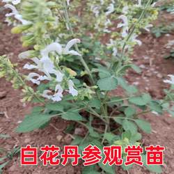 白花丹参苗莱芜特级植物室内花卉阳台中药材白花丹参正品盆栽绿植