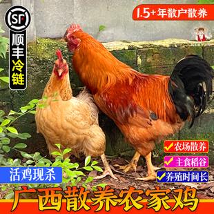 【农家散养】广西老母鸡1-3年阉鸡草鸡自养现杀月子鸡白切鸡汤