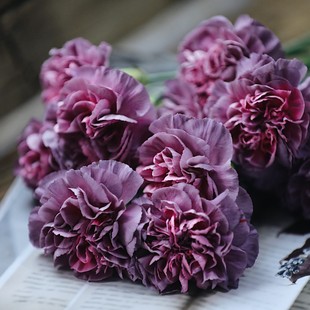 包邮 温馨之花 云南直发野马花期长好养2扎顺丰 鲜花 稀有康乃馨