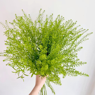 配草合集 | 绿植 鲜花云南直发 新鲜常用配叶 花束