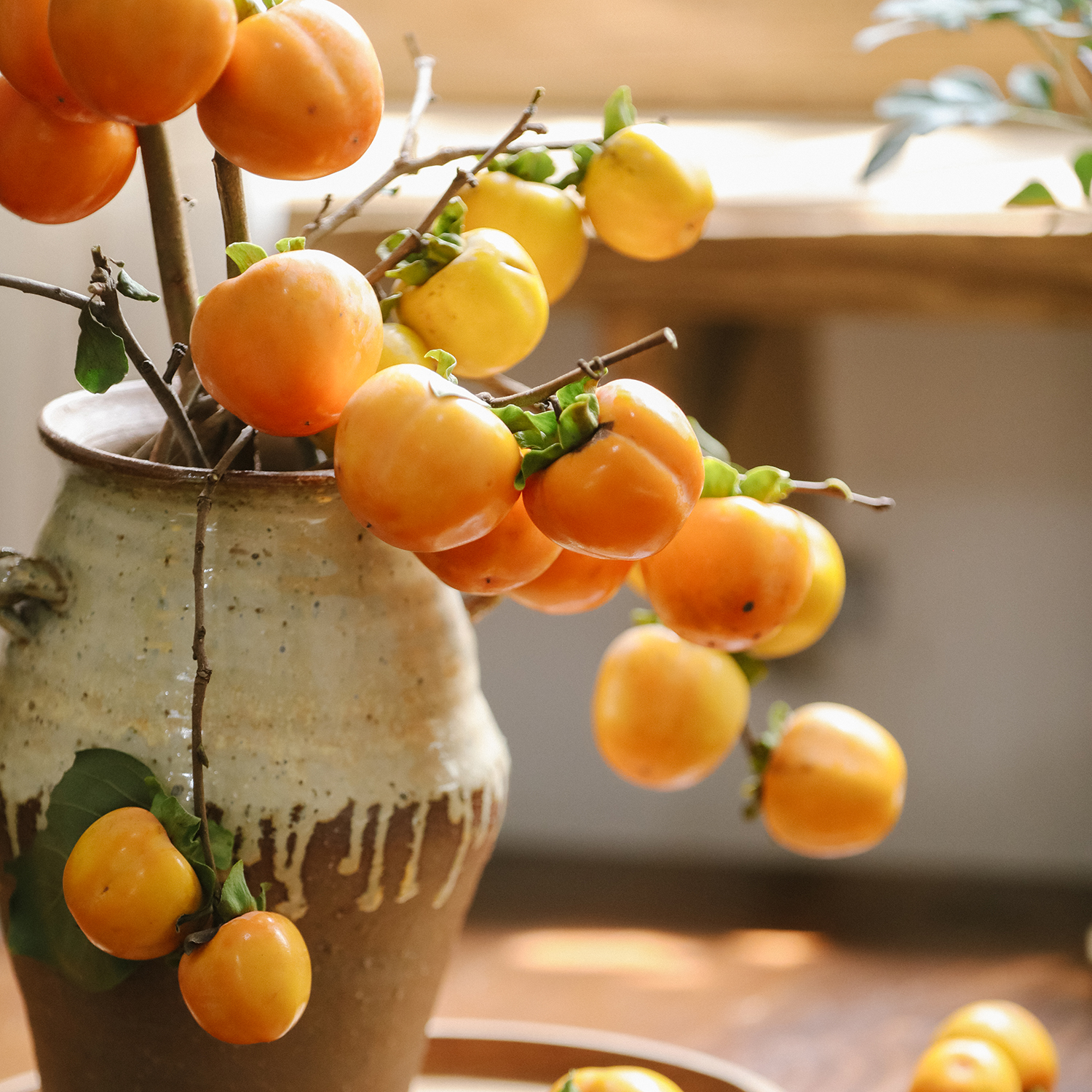 新鲜尤加利好养绿植顺丰空运包邮