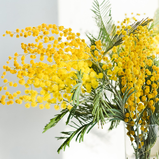 乐作flora |鲜花 云南直发 金合欢圣诞花 可做干 花顺丰 空运包邮