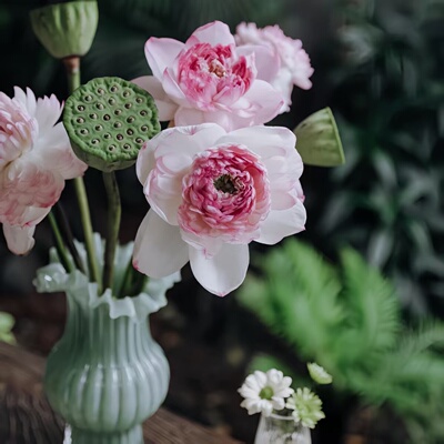 夏日限定乐作重瓣荷花鲜花顺丰